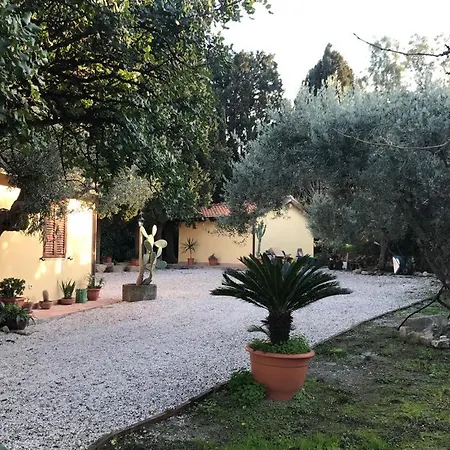Bouganville In Greco