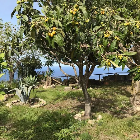 Bouganville In Greco