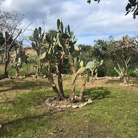 Bouganville In Greco * Tindari
