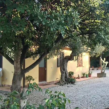 Bouganville In Greco *
